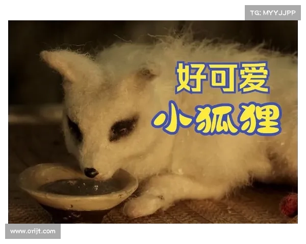隐藏的狐狸小猫基础设施曝光 媒体 隐藏的狐狸小猫基础设施曝光 媒体